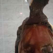 wam1266: part 1