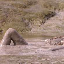 FOXY: New video maxi mud