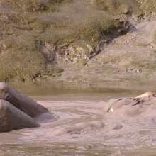 FOXY: New video maxi mud