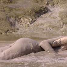 FOXY: New video maxi mud