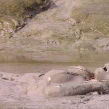 FOXY: New video maxi mud
