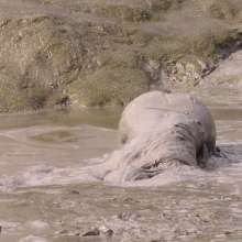 FOXY: New video maxi mud