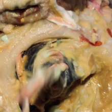 Wildebeest: The Savory Smell Test