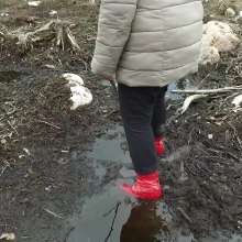 Northern Wam: Forest Wetness