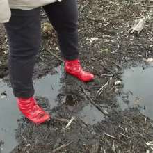 Northern Wam: Forest Wetness