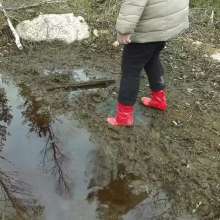 Northern Wam: Forest Wetness