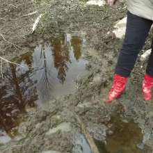 Northern Wam: Forest Wetness