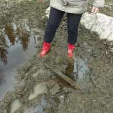 Northern Wam: Forest Wetness