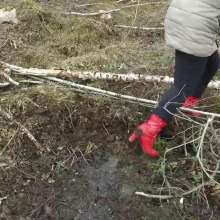 Northern Wam: Forest Wetness