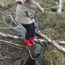 Northern Wam: Forest Wetness