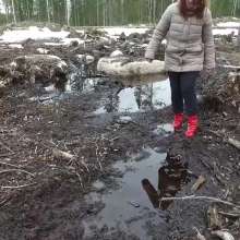 Northern Wam: Forest Wetness