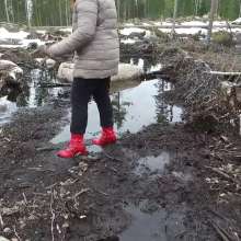 Northern Wam: Forest Wetness