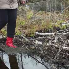 Northern Wam: Forest Wetness