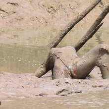 FOXY: A wonderful mud video