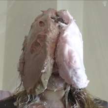 RevSlymsford: New Employee Kayleth Gets Trashed: Pies, Custard, Paint +++