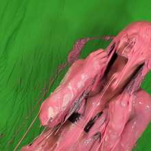 noise: Lynn Remastered: All The Pies And Slime