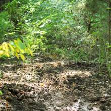 dlodoski: Summer Works the Bog--Photos