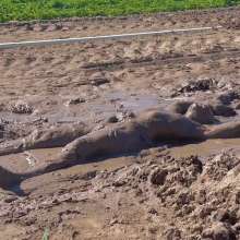 Ski Man: Mud Paradise: Part Two