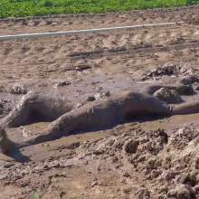 Ski Man: Mud Paradise: Part Two