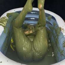 Wam Bagheera Studio: Bagheera Plays with Tick Slime after Leaving The Pit