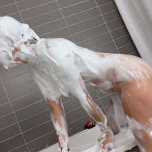 Messygirl: Two New Messygirl Downloads with Dakota, Penelope and Celeste