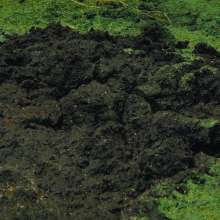 QS4Ever: Don't Step on Duckweed, Tiny