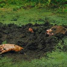 QS4Ever: Don't Step on Duckweed, Tiny
