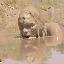 FOXY: A fantastic mud video