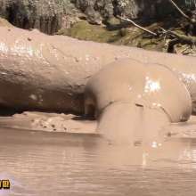 FOXY: incredible pleasure in mud
