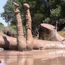 FOXY: incredible pleasure in mud