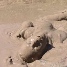FOXY: incredible pleasure in mud