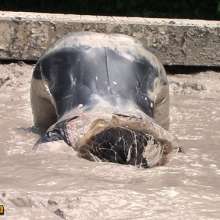 FOXY: Ambre immerses herself in mud