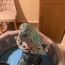 Kelly-Le-Frock: Gunge Play in Inflatable Pool: Trans