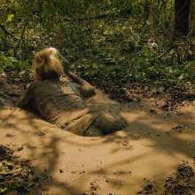 QS4Ever: Lucy Hidden Under Fallen Leaves