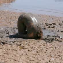 dlodoski: Jessica's Thick Mud Eroticism, Ultimate Edit--Photos