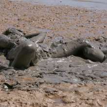 dlodoski: Jessica's Thick Mud Eroticism, Ultimate Edit--Photos
