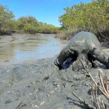 Goonology: Edging Myself Senseless in Bottomless Tidal Mud!