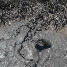 Goonology: Engulfed and Edging in Creamy Marsh Mud