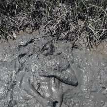 Goonology: Engulfed and Edging in Creamy Marsh Mud
