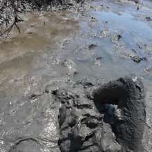 Goonology: Engulfed and Edging in Creamy Marsh Mud