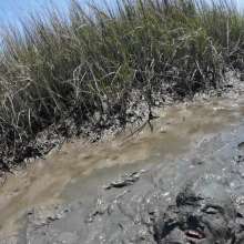 Goonology: Engulfed and Edging in Creamy Marsh Mud