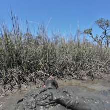 Goonology: Engulfed and Edging in Creamy Marsh Mud
