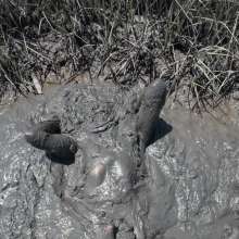 Goonology: Engulfed and Edging in Creamy Marsh Mud