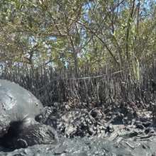Goonology: Gooning for Hours in Smelly Swamp Mud