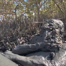 Goonology: Gooning for Hours in Smelly Swamp Mud