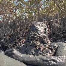 Goonology: Gooning for Hours in Smelly Swamp Mud