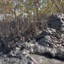Goonology: Gooning for Hours in Smelly Swamp Mud