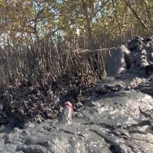 Goonology: Gooning for Hours in Smelly Swamp Mud