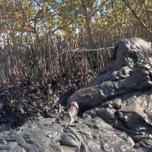 Goonology: Gooning for Hours in Smelly Swamp Mud