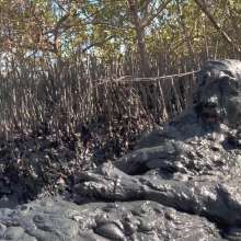 Goonology: Gooning for Hours in Smelly Swamp Mud